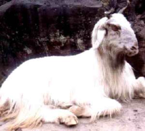 Kaghani Goat: Characteristics, Origin, Uses