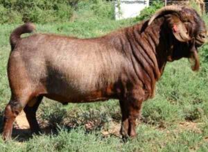 Kalahari Red Goat Farming: Best Guide & 24 Tips