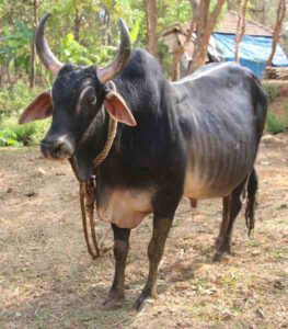 Kankrej Cattle: Characteristics, Origin, Uses & Caring