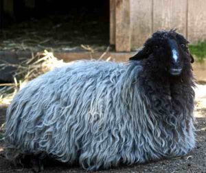 Karakul Sheep Characteristics, Origin & Uses