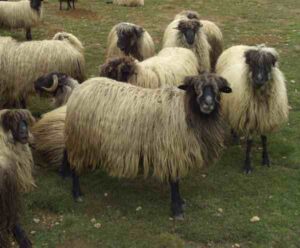 Karayaka Sheep Characteristics, Origin & Uses