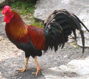 How to Make Roosters Get Along (You Should Know)