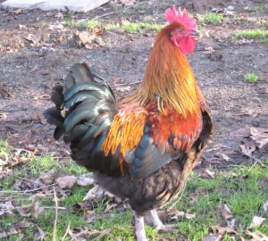 raising roosters, keeping roosters with laying hens, how to keep roosters in with laying hens, roosters and laying hens