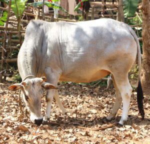 Kenkatha Cattle Characteristics, Origin, Uses