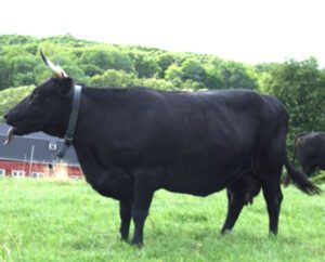 Kerry Cattle Characteristics, Uses & Origin