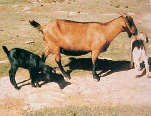 Khari Goat Characteristics, Origin & Uses Information