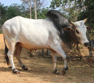 Kherigarh Cattle Characteristics, Origin & Uses