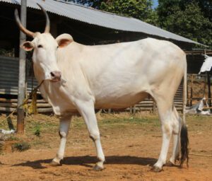 Khillari Cattle Characteristics, Origin, Uses Info