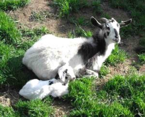 Kiko Goat: Characteristics, Uses & Best 23 Facts