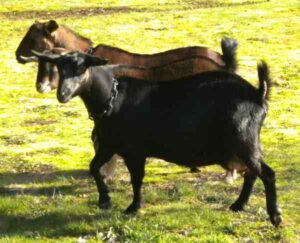 Kinder Goat Characteristics, Origin & Uses Info
