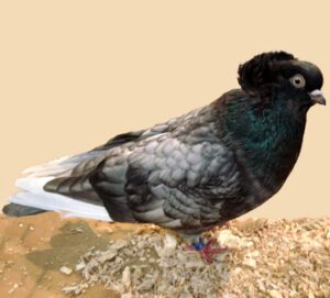 Komorner Tumbler Pigeon Characteristics & Uses