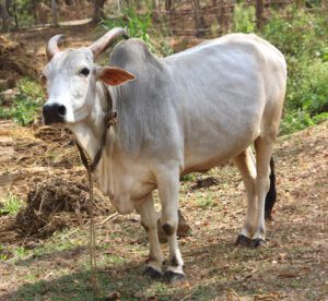 Krishna Valley Cattle Characteristics, Origin & Uses