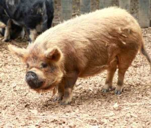 Kunekune Pig Characteristics & Origin Info