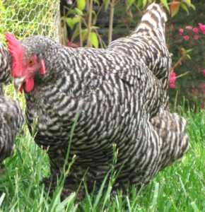 Kuroiler Chicken Farming: Business Starting Plan