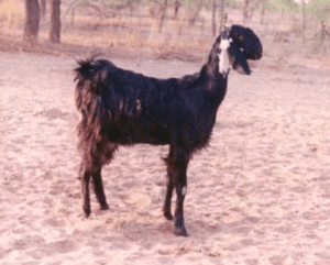 Kutchi Goat Characteristics, Origin & Uses Info