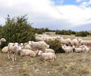 Lacaune Sheep: Characteristics, Uses Best 8 Facts