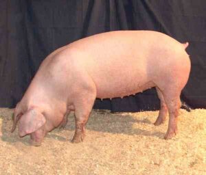 Lacombe Pig Characteristics, Origin, Full Information