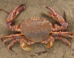 Lady Crab Characteristics, Diet, Breeding & Uses Info