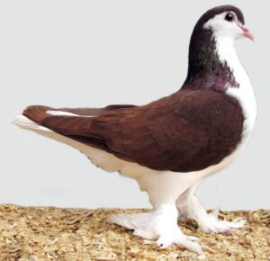 Lahore Pigeon: Characteristics, Uses & Best 10 Facts