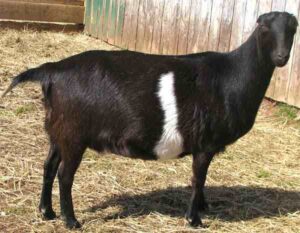 Lamancha Goat Farming: Best Business Starting Plan
