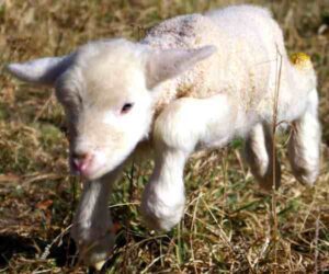 How to Bottle Feed a Lamb? It’s Easy & Best 23 Tips