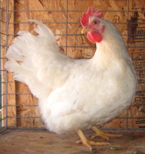 Lamona Chicken Characteristics, Temperament & Uses
