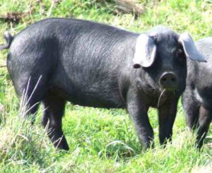 Large Black Pig: Diet, Uses & Best 27 Facts