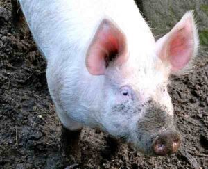 Large White Pig – Characteristics, Origin, Uses