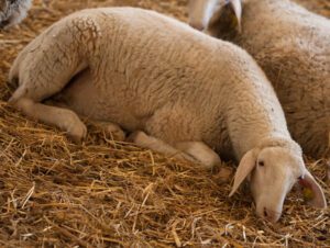 Laticauda Sheep Characteristics, Origin, Uses