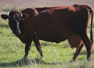 Latvian Brown Cattle Characteristics, Origin, Uses