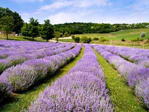 lavender farming, lavender farming faqs