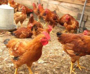 Poultry Farming for Beginners – Top 12 Steps To Start