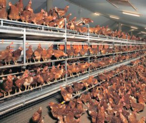 Layer Poultry Housing: Best Guide For Beginners