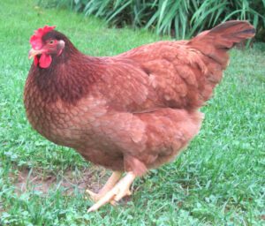 Vitamins for Laying Hens: Functions of Different Vitamins