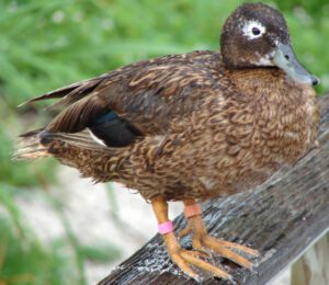Different Types of Duck Diseases Affect Duck Production