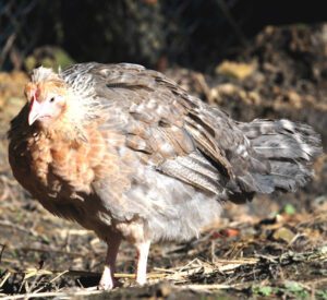 Legbar Chicken Farming: Business Starting Plan