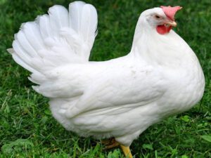 Leghorn Chicken Farming: Best Business Starting Plan