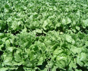 Growing Lettuce: Organic Production Guide for Beginners
