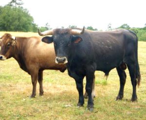Limia Cattle Characteristics, Uses & Origin Info