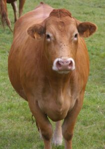 Limousin Cattle: Characteristics, Origin & Best 13 Tips
