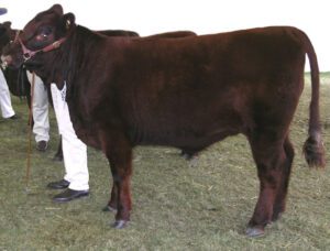 Lincoln Red Cattle Characteristics, Uses, Origin
