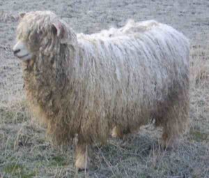 Lincoln Sheep: Characteristics, Uses & Best 10 Facts