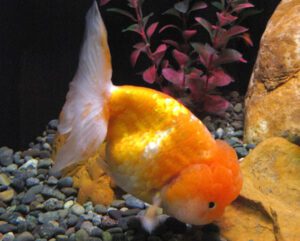 Lionhead Goldfish Characteristics, Diet, Breeding