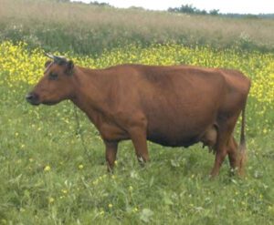 Lithuanian Red Cattle Characteristics, Origin, Uses
