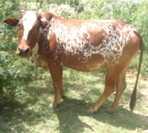 Lohani Cattle Characteristics, Origin & Uses Info