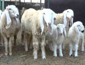 Lohi Sheep Characteristics, Origin & Uses Info