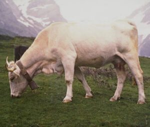 Lourdais Cattle Characteristics, Origin, Uses