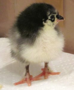 Raising Chickens From Day Old Chicks: Best 10 Tips