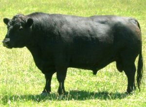 Lowline Cattle Characteristics, Origin & Uses Info