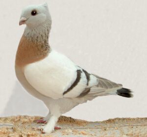 Lucerne Gold Collar Pigeon Characteristics & Uses